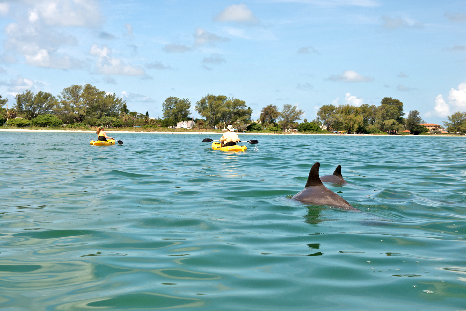 Kayaking with dolphins on the bay near Bradenton and Anna Maria Island, Florida